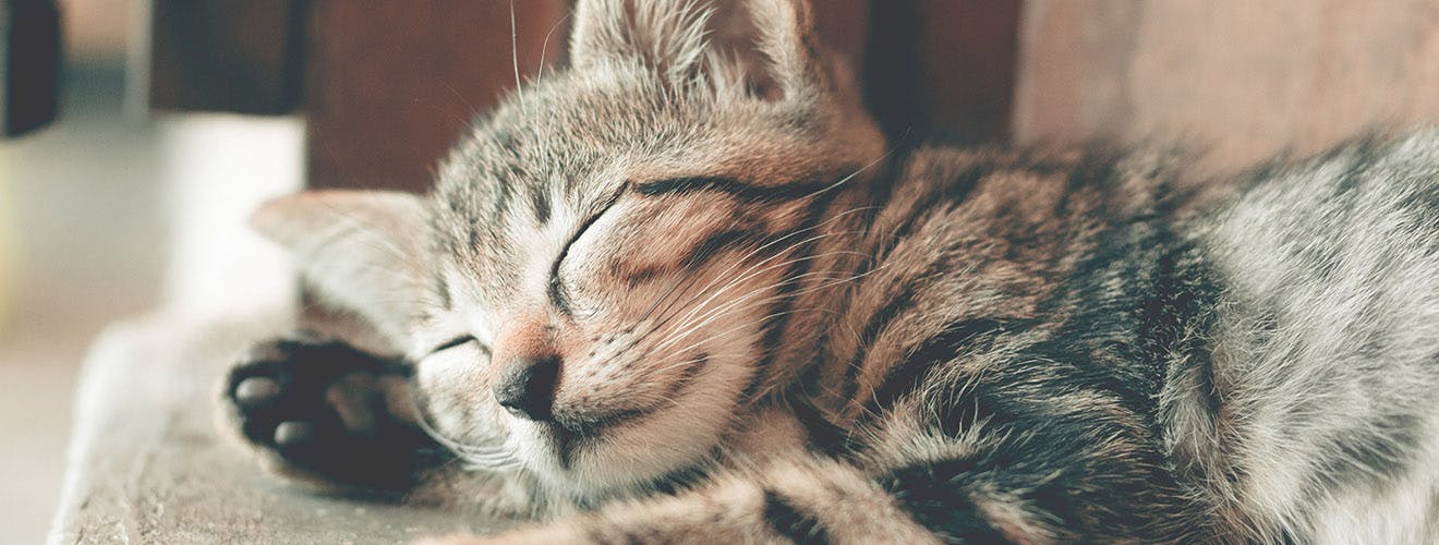 sleeping with a cat