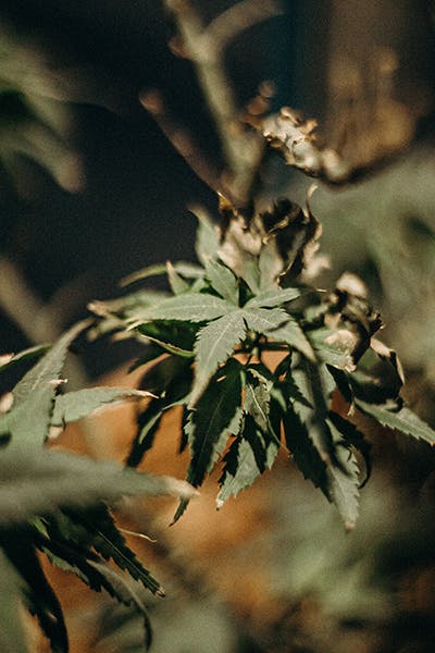 does weed make you tired