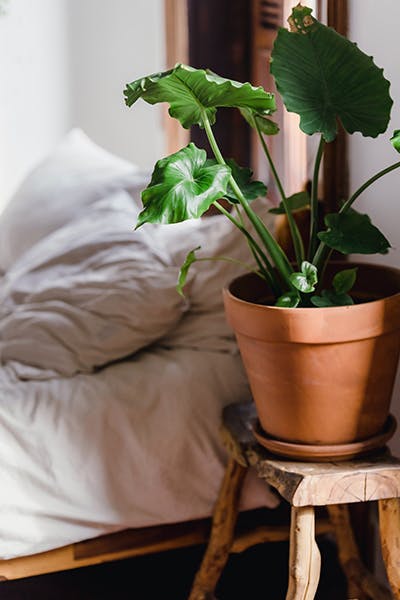 best plants for bedroom