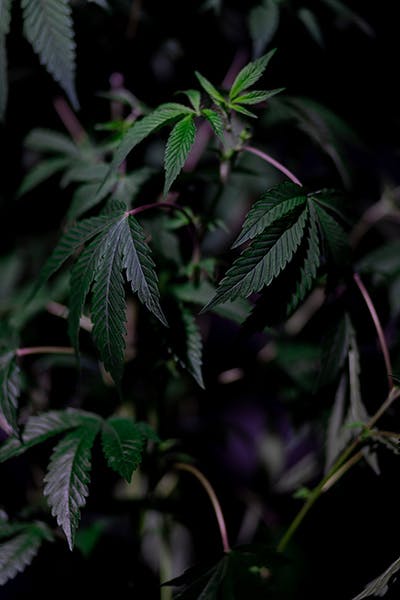 can cannabis make you sleepy