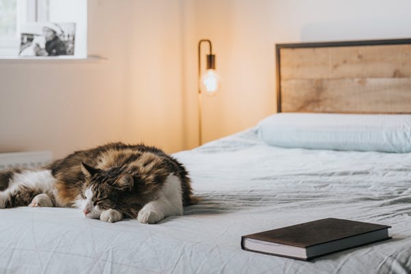 sleeping with a cat
