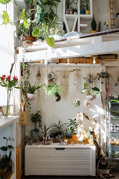 indoor plants for indoor air pollutants