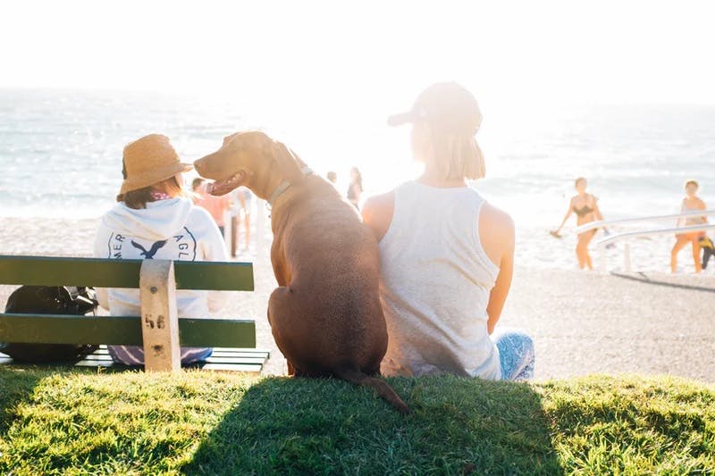 A women looks out to the sea on a sunny day, while a golden retriever turns towards the camera with its tongue out 