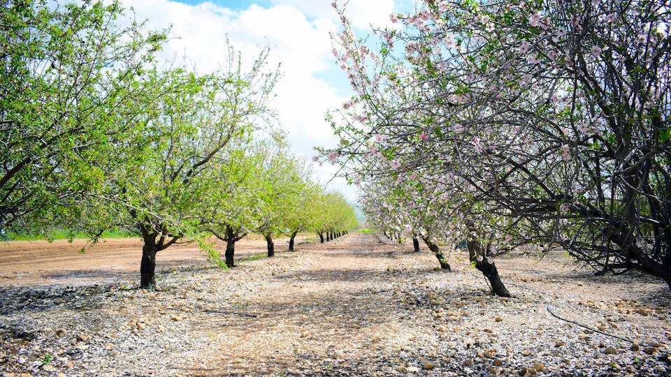 Spring in Israel almond's flowering