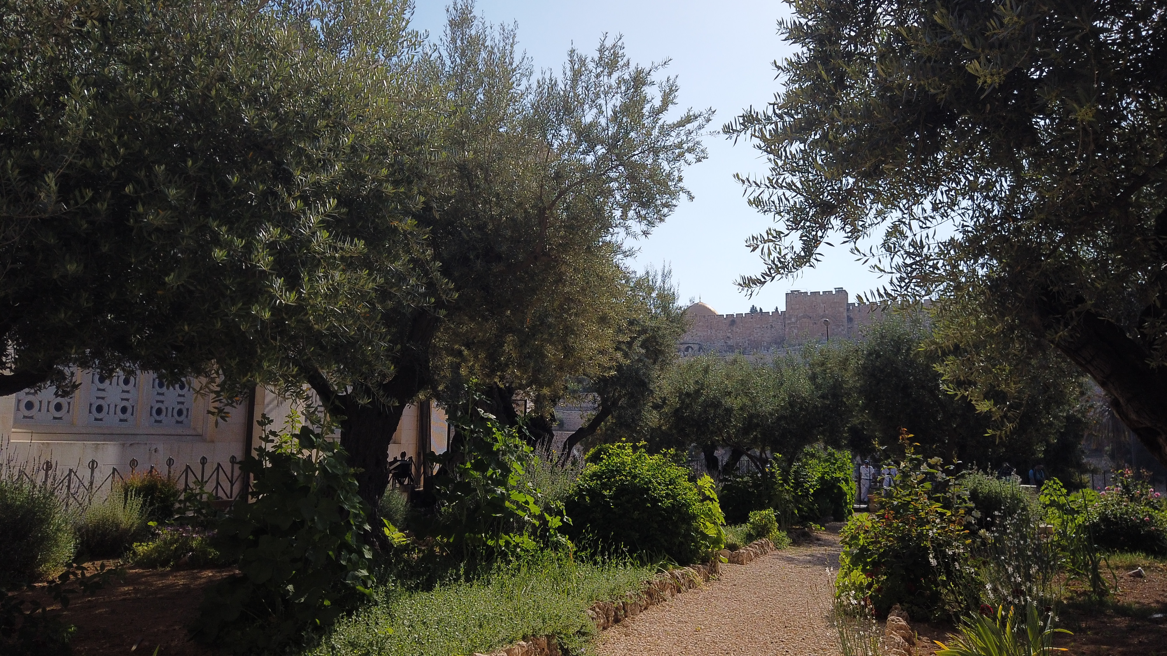 The Garden of Gethsemane