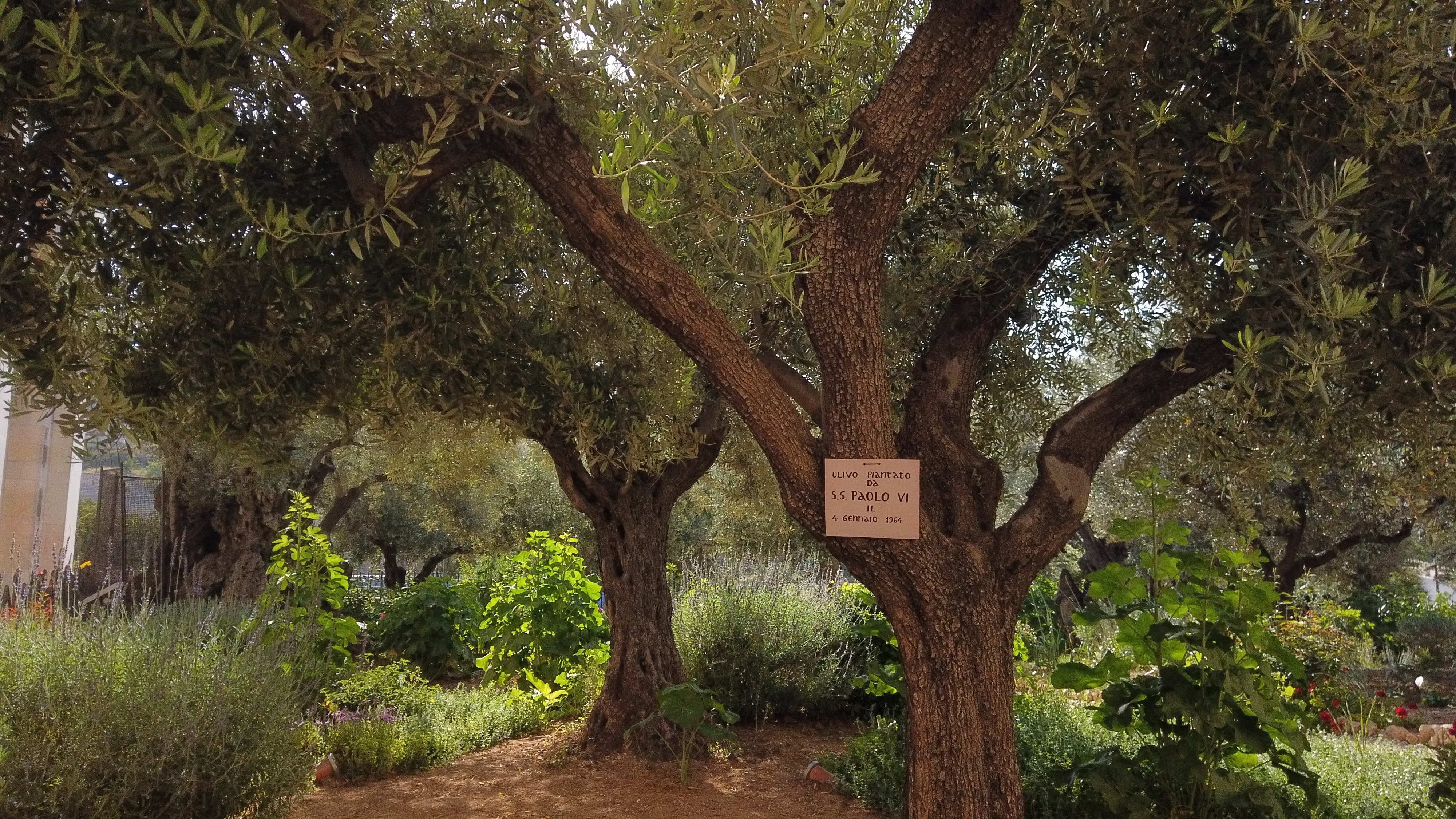 The Complete Guide To The Garden Of Gethsemane Sar El Tours Conferences   2897000d 94f0 417c Bb3a 8e9e5db65bfd DJI 0030.JPG