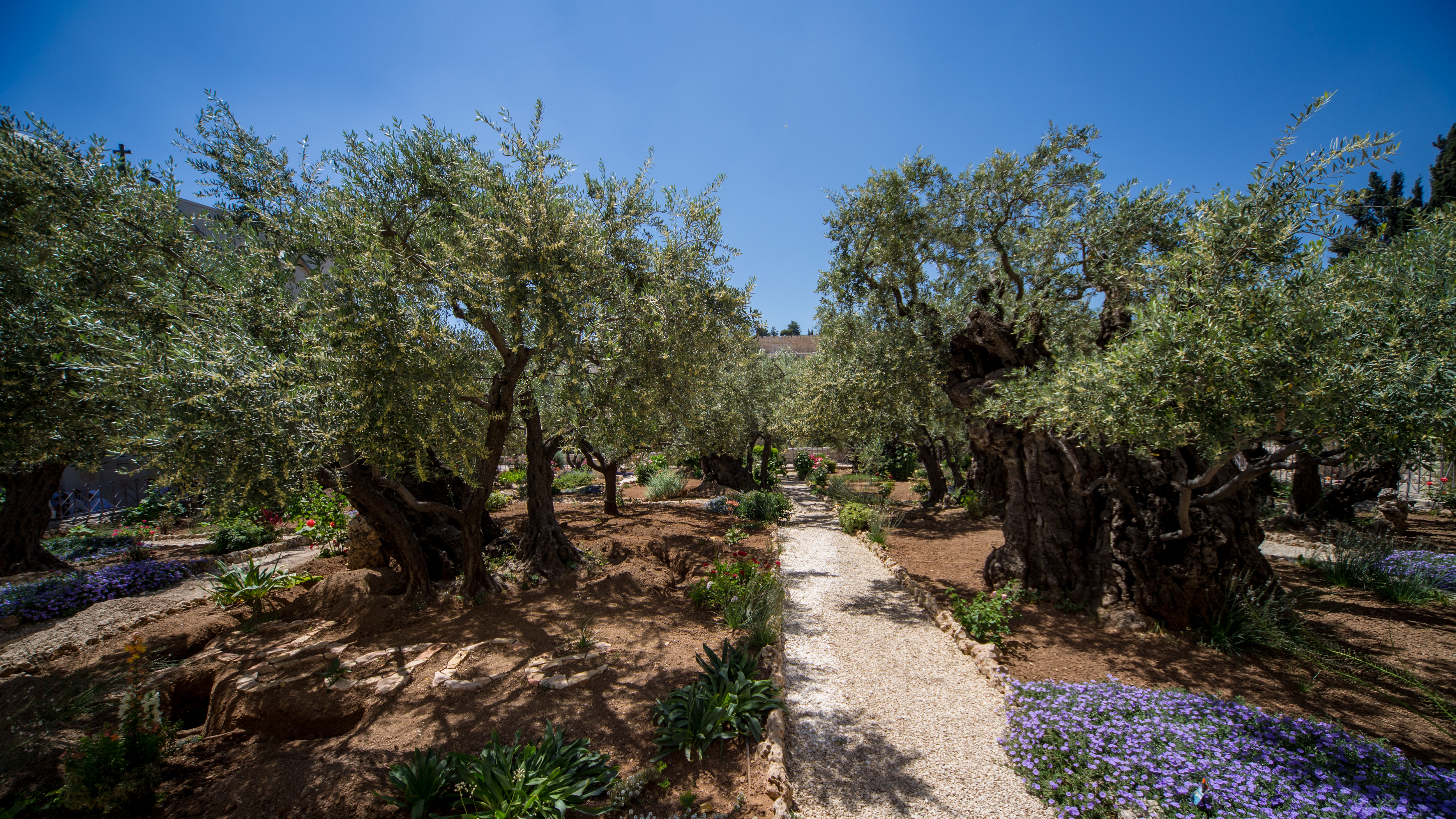 The Complete Guide To The Garden Of Gethsemane Sar El Tours Conferences   6b35ac27 882d 43f0 B659 903faa10b580 Gethsemane 14 