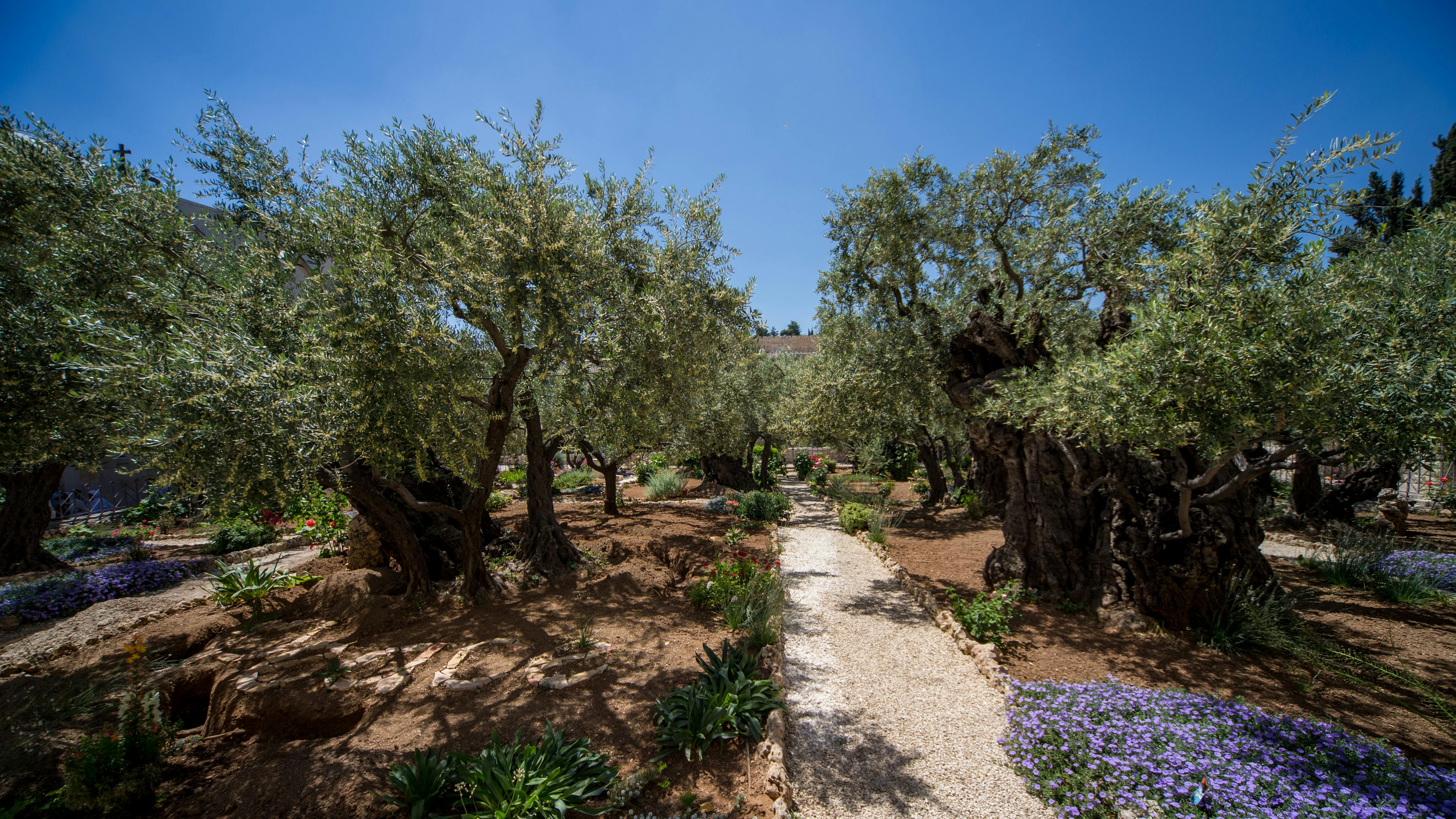 The Complete Guide to The Garden of Gethsemane  Sar-El Tours & Conferences