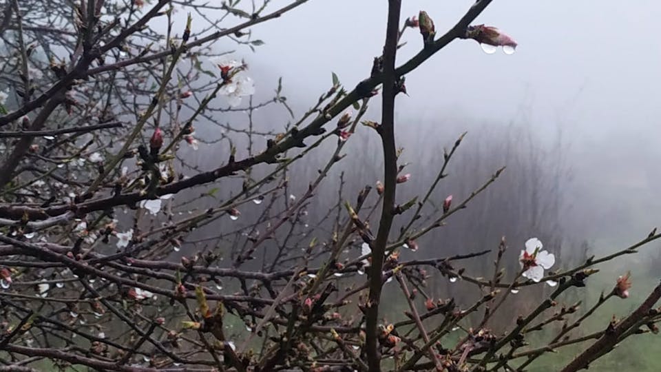 Almond blossoming in Israel in a foggy winter day