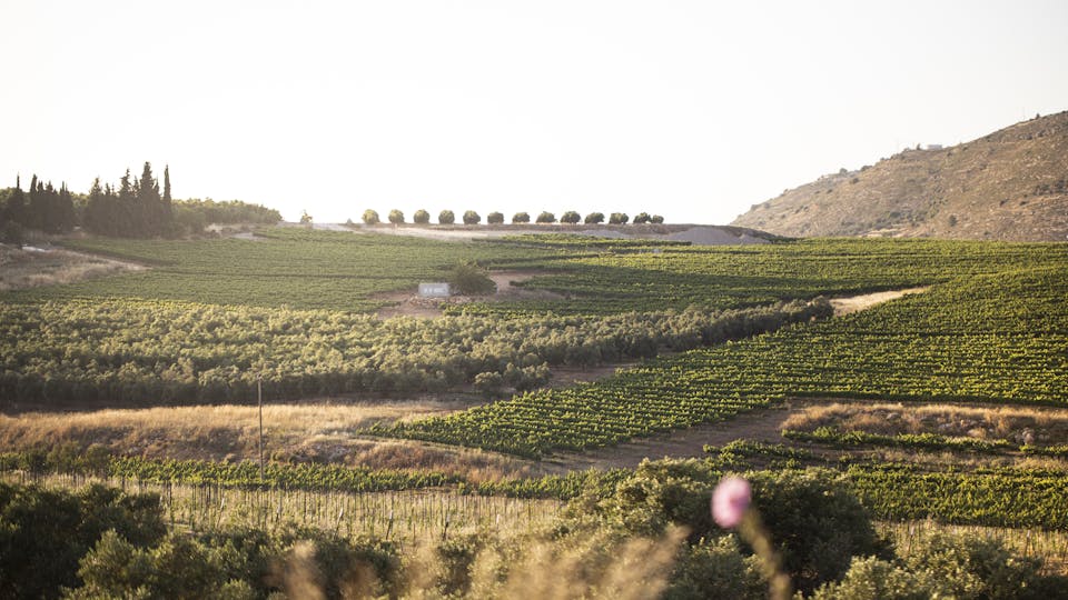 a picture of a vast land farm