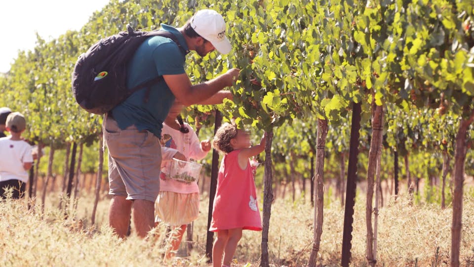 An image of a man with children harvesting Bikurei Shilo