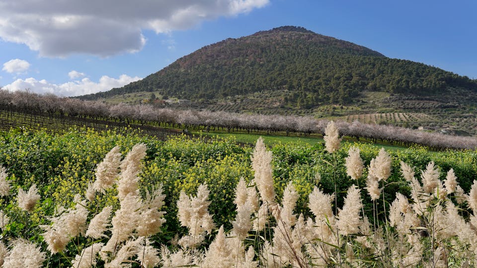 A beautiful scenery of a field newarthe Mount Tabor in Galilee Israel