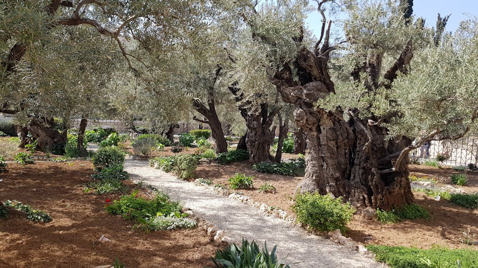 Garden of Gethsemane