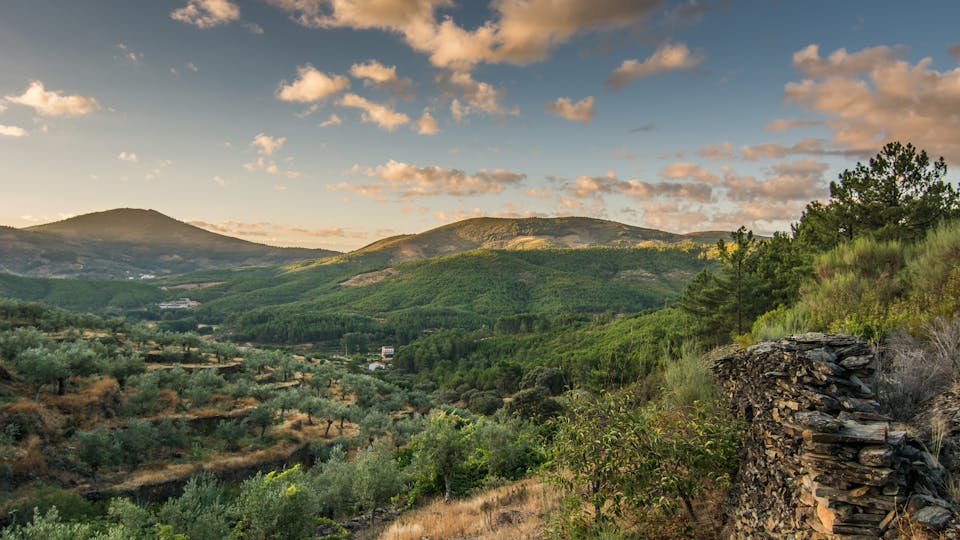 dawn on a landscape of olive trees
