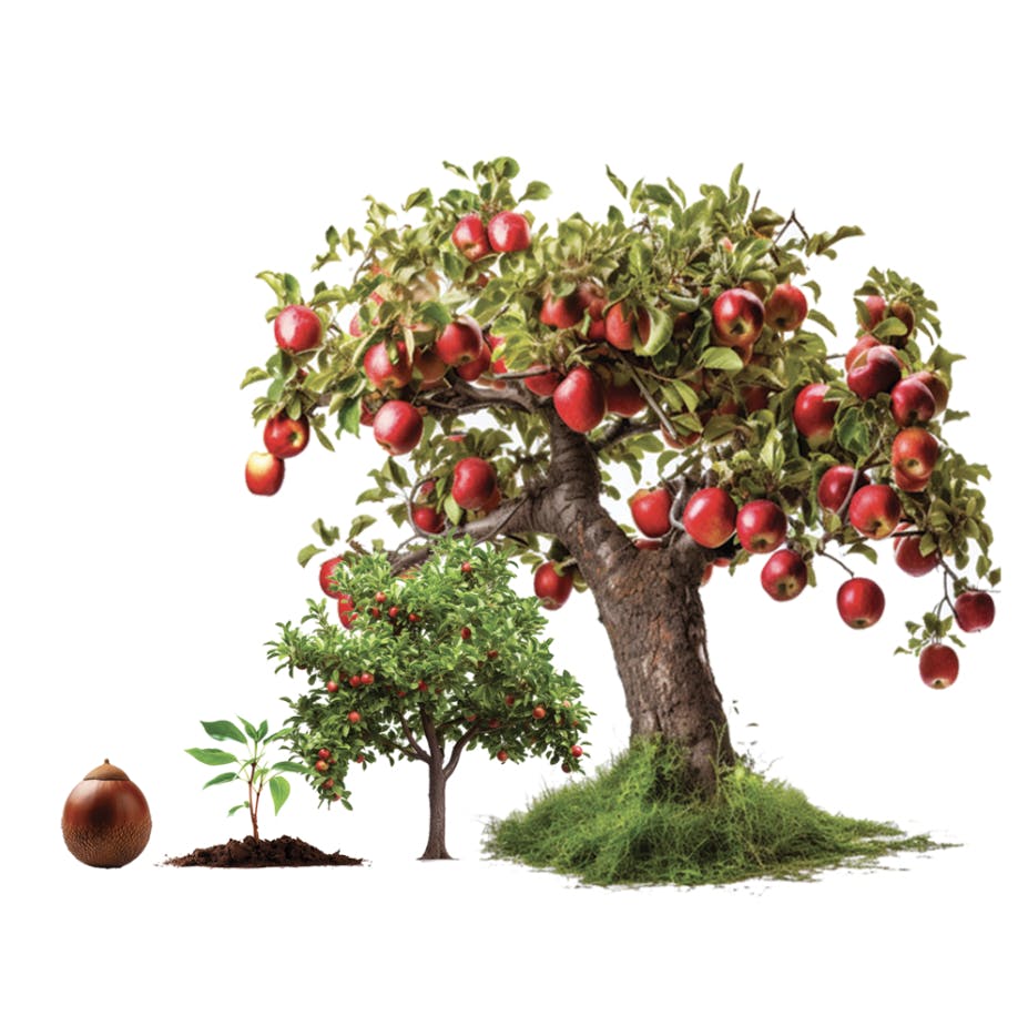 An apple tree