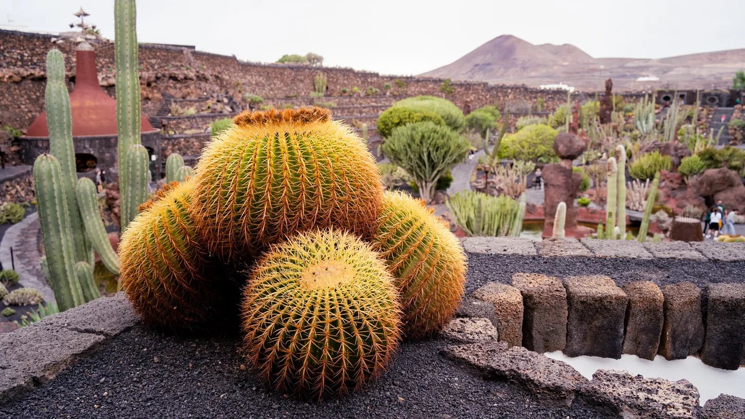 The Cactus Garden was designed by César Manrique, a renowned artist and architect known for his ability to integrate art with nature. The garden reflects his philosophy of creating spaces that harmonize with the environment.