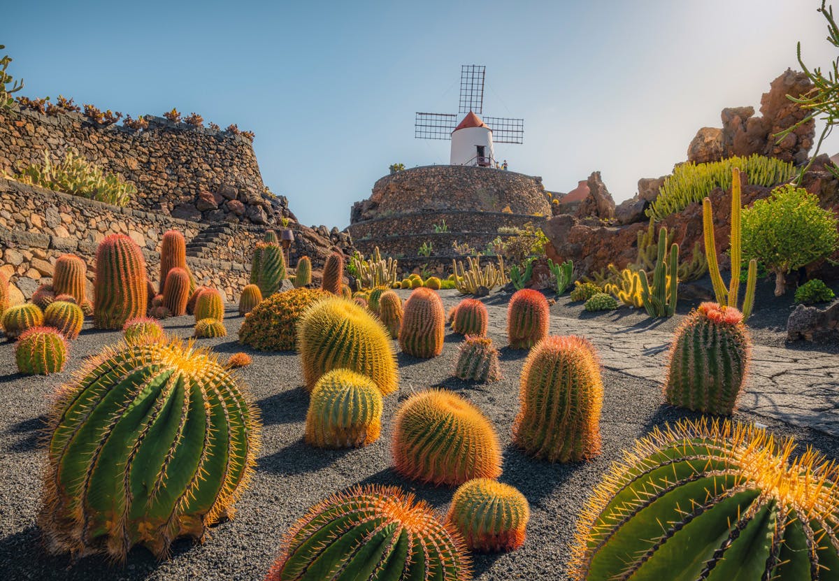 The garden spans approximately 5,000 square meters and features more than 7,000 plants from around the world, including over 1,000 different species of cacti. This diversity makes it one of the largest cactus collections in Europe.