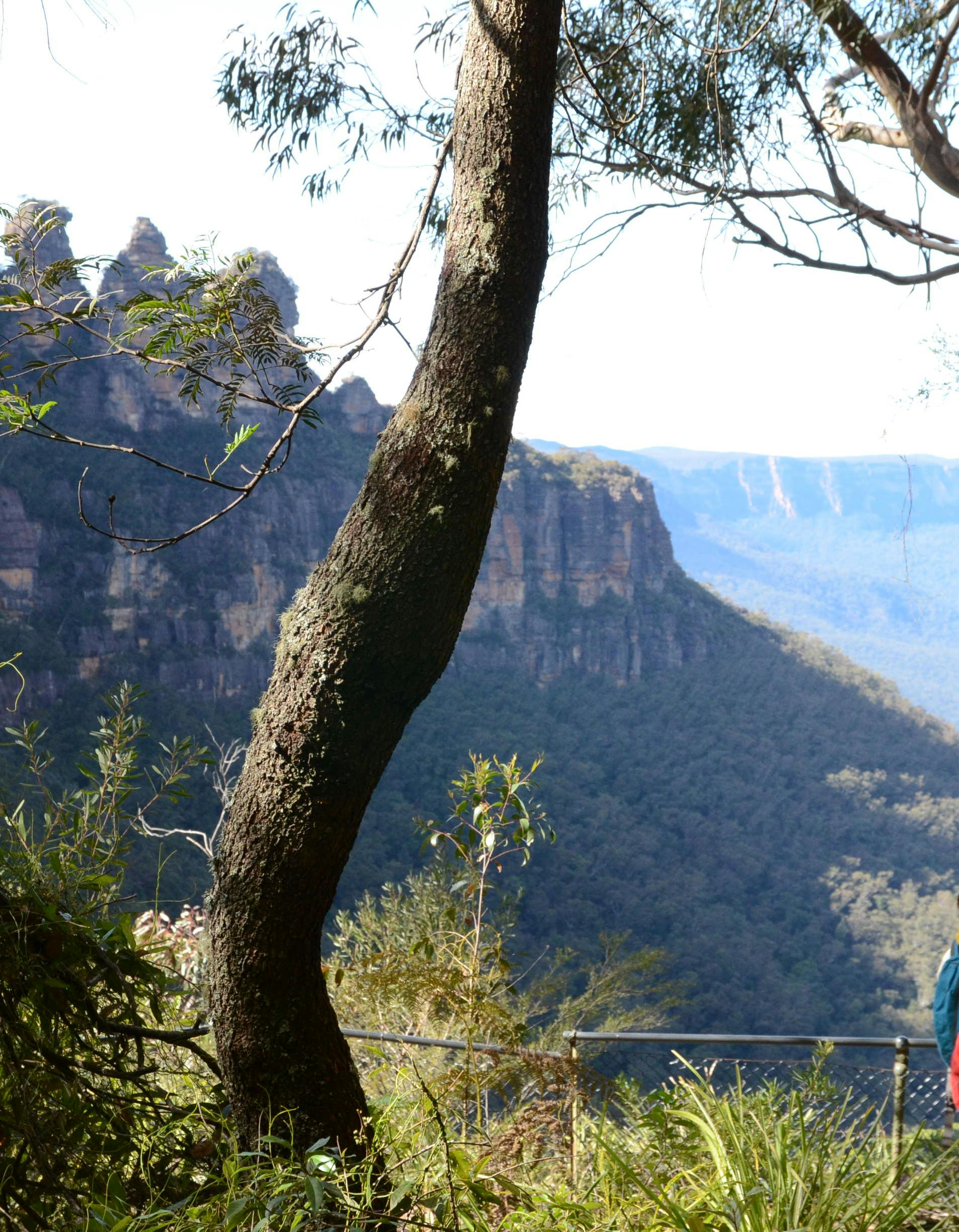 Bushwalkers on the Prince Henry Cliff Walk with Three Sisters in background