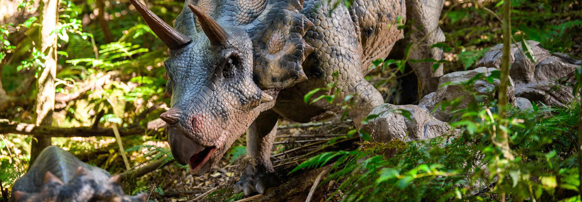 A life-like dinosaur model resembling a Triceratops, with three horns and a frilled head, is situated in a dense, lush forest setting. Sunlight filters through the leaves, highlighting the texture and detail of its skin.