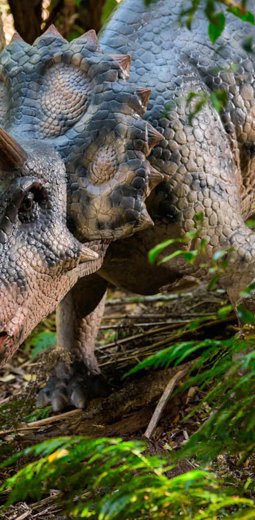 A life-like dinosaur model resembling a Triceratops, with three horns and a frilled head, is situated in a dense, lush forest setting. Sunlight filters through the leaves, highlighting the texture and detail of its skin.