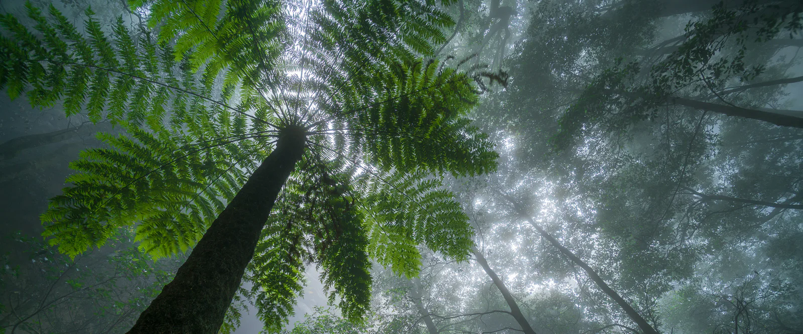 Looking up at a misty forest canopy, the image showcases tall trees with a focus on a prominent fern in the foreground. Sunlight filters through the dense fog and leaves, creating a serene and mystical atmosphere.