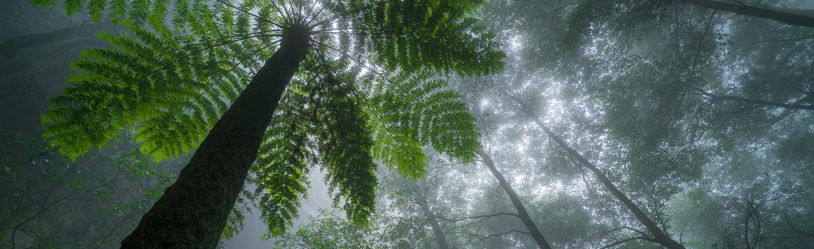 Looking up at a misty forest canopy, the image showcases tall trees with a focus on a prominent fern in the foreground. Sunlight filters through the dense fog and leaves, creating a serene and mystical atmosphere.