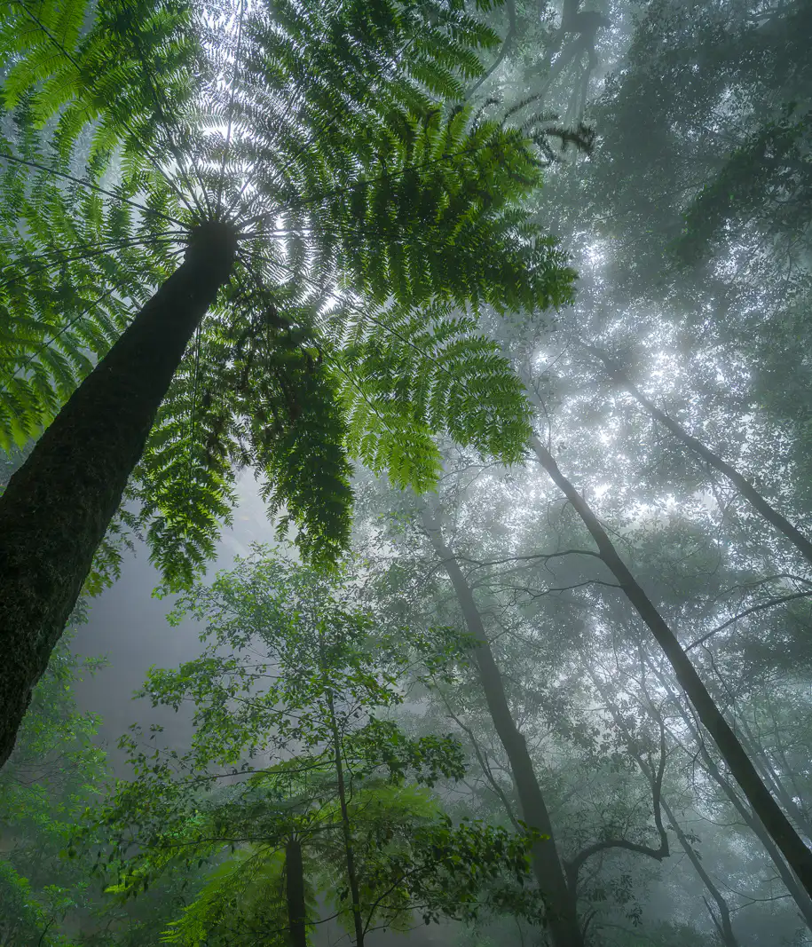 Looking up at a misty forest canopy, the image showcases tall trees with a focus on a prominent fern in the foreground. Sunlight filters through the dense fog and leaves, creating a serene and mystical atmosphere.