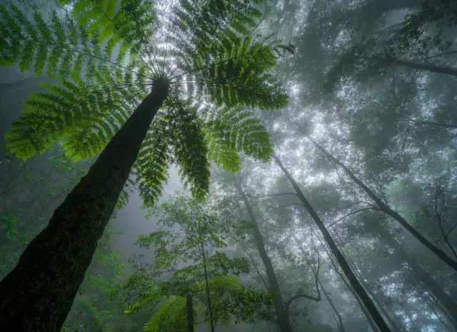 Looking up at a misty forest canopy, the image showcases tall trees with a focus on a prominent fern in the foreground. Sunlight filters through the dense fog and leaves, creating a serene and mystical atmosphere.