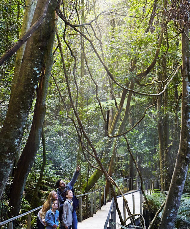 A group of people walks along a wooden boardwalk in a dense forest, surrounded by tall trees and hanging vines. One person points upward, possibly at wildlife or the tree canopy above, as dappled sunlight filters through the leaves.