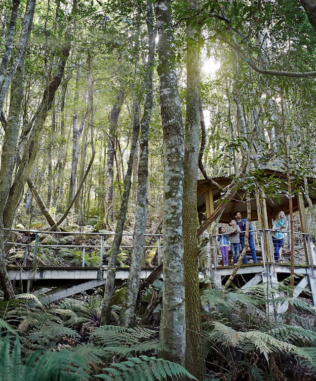 A group of people stands on a wooden boardwalk in a dense, sunlit forest. Tall trees surround them, and ferns cover the forest floor. Sunlight filters through the canopy, casting dappled light and shadow.