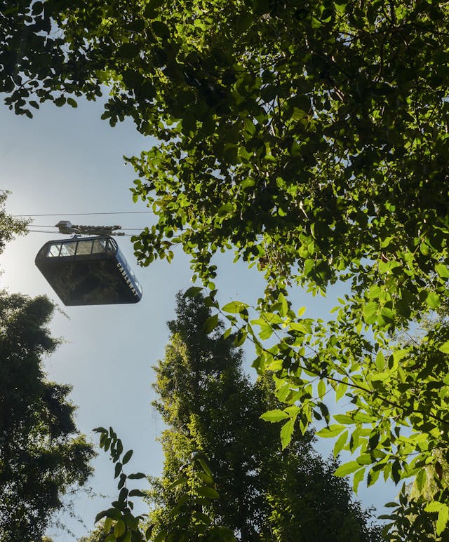 Looking below at the Scenic Cableway from within the rainforest