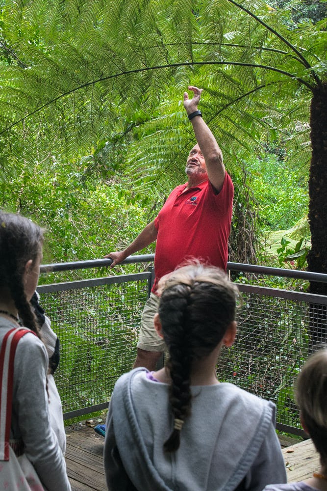A group of people stands on a wooden platform in a lush, green forest. A man in a red shirt gestures upwards, seemingly explaining something about the surrounding trees. Other group members include adults and children, all attentively listening.