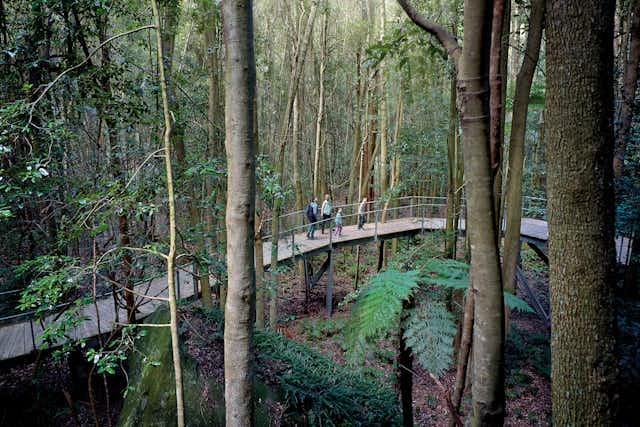 A group of people walking on an elevated wooden boardwalk through a lush, green forest. Tall trees and ferns surround the path, creating a serene, natural atmosphere.