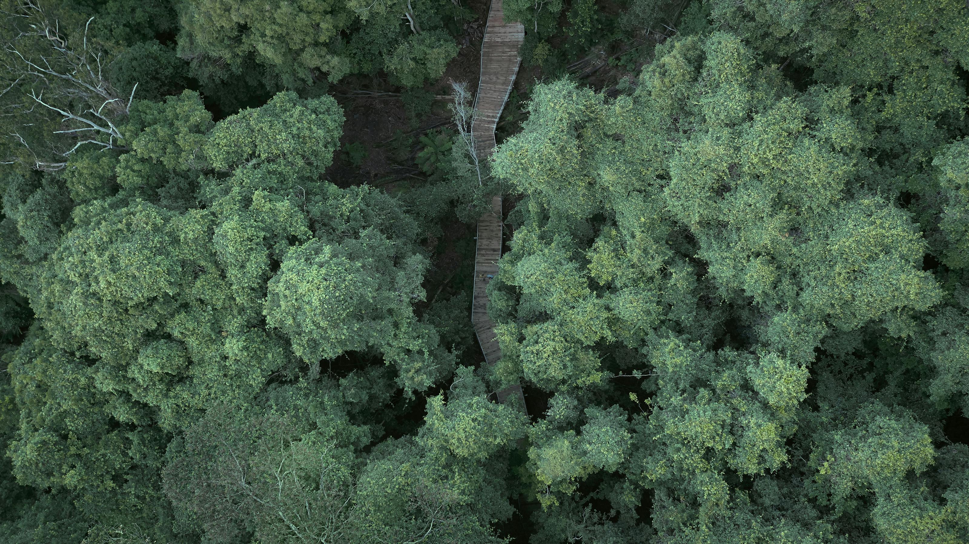 Birdseye view of Scenic World walkway amongst trees