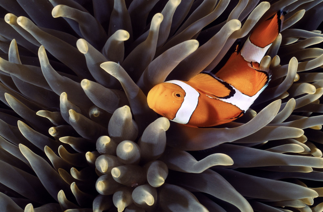 TL;DR Science: Symbiosis