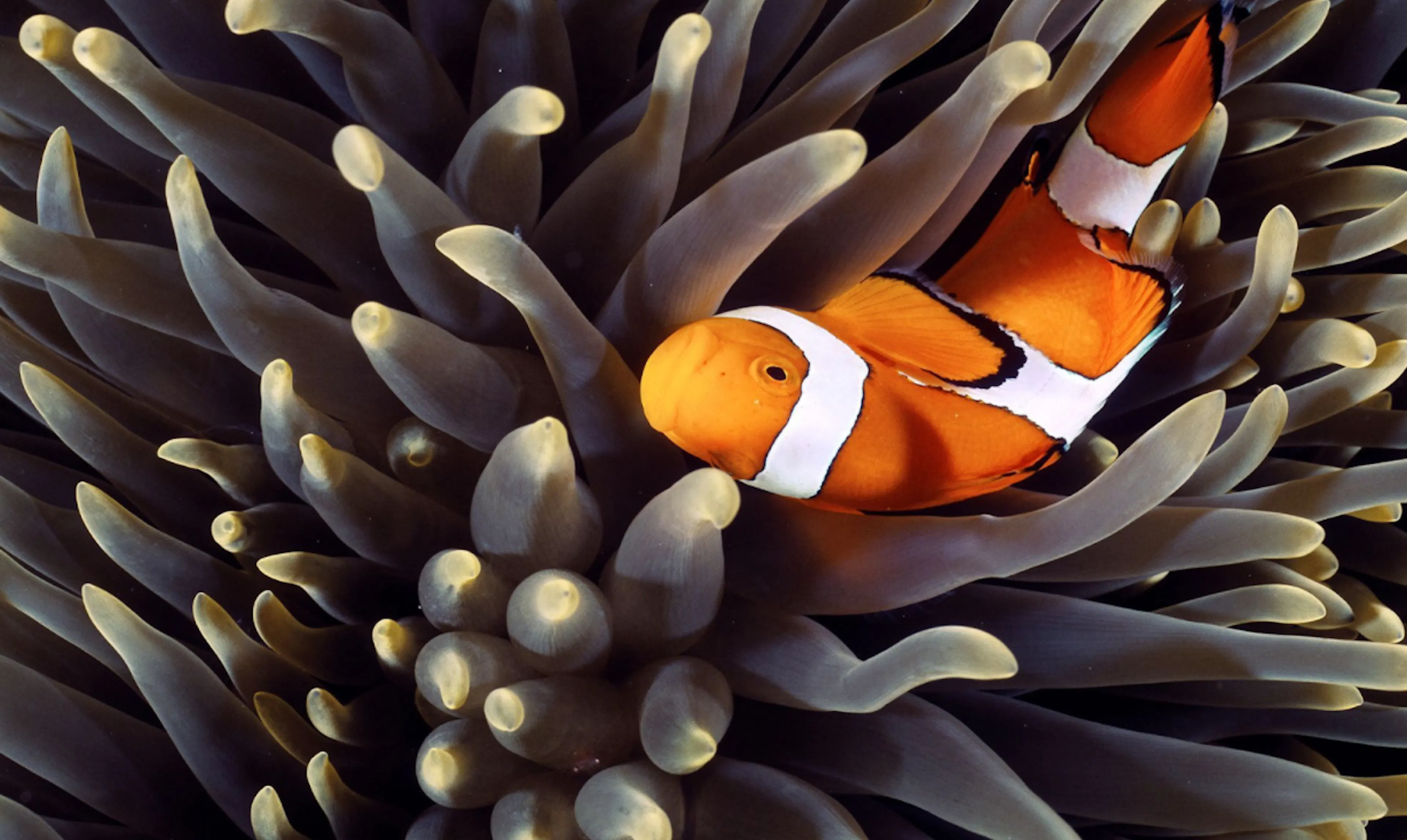 TL;DR Science: Symbiosis
