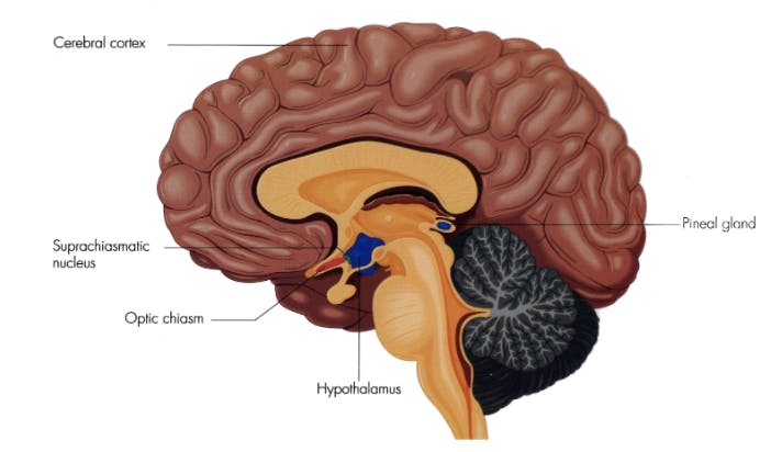 picture of the anatomy of the brain; labelled with cerebral cortex, suprachiasmatic nucleus, optic chiasm, hypothalamus, pineal gland.