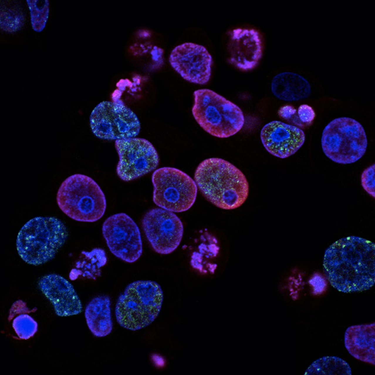 TL;DR Science: Cell Organelles and Their Functions