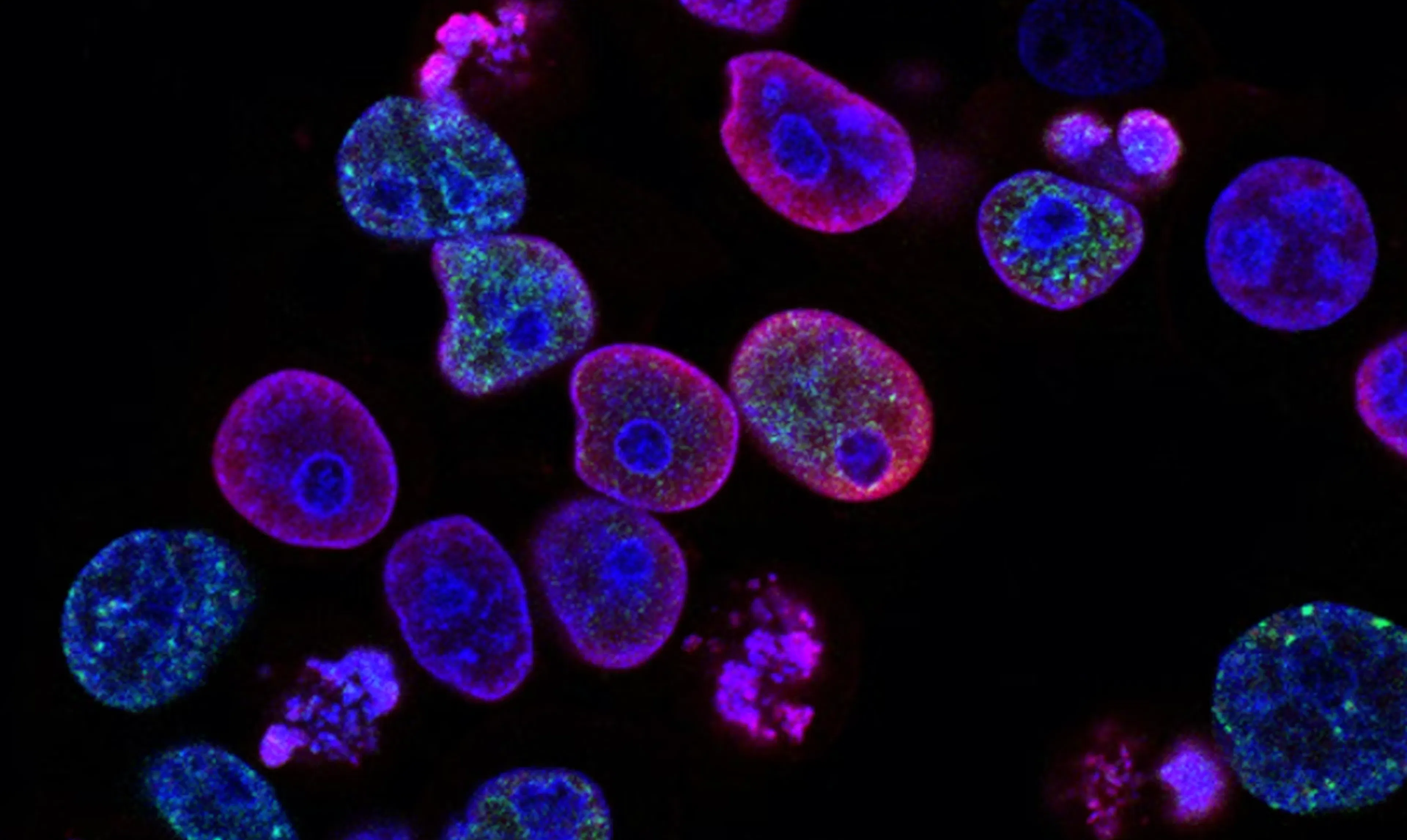 TL;DR Science: Cell Organelles and Their Functions