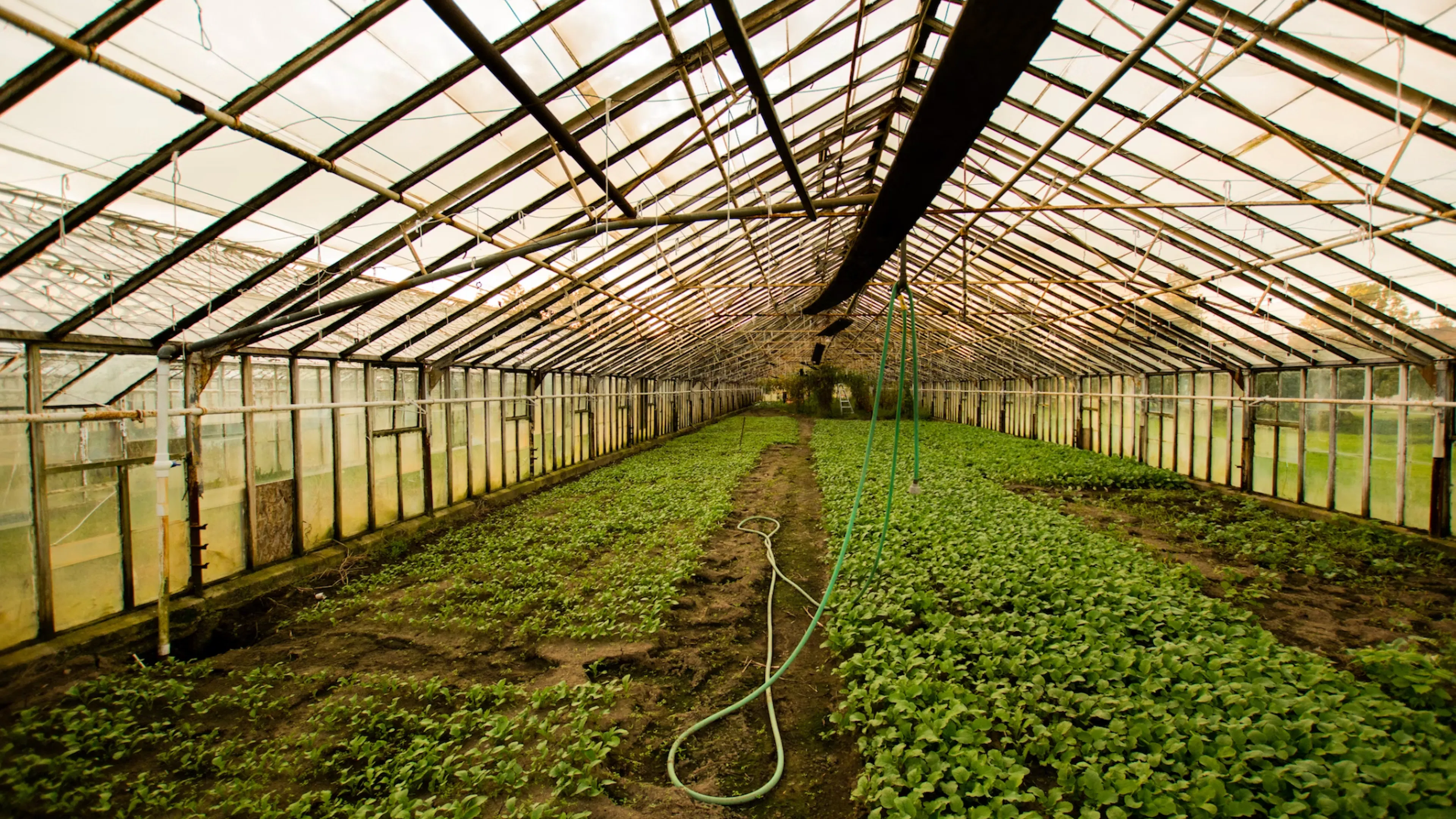 TL;DR Science: Horticulture Therapy
