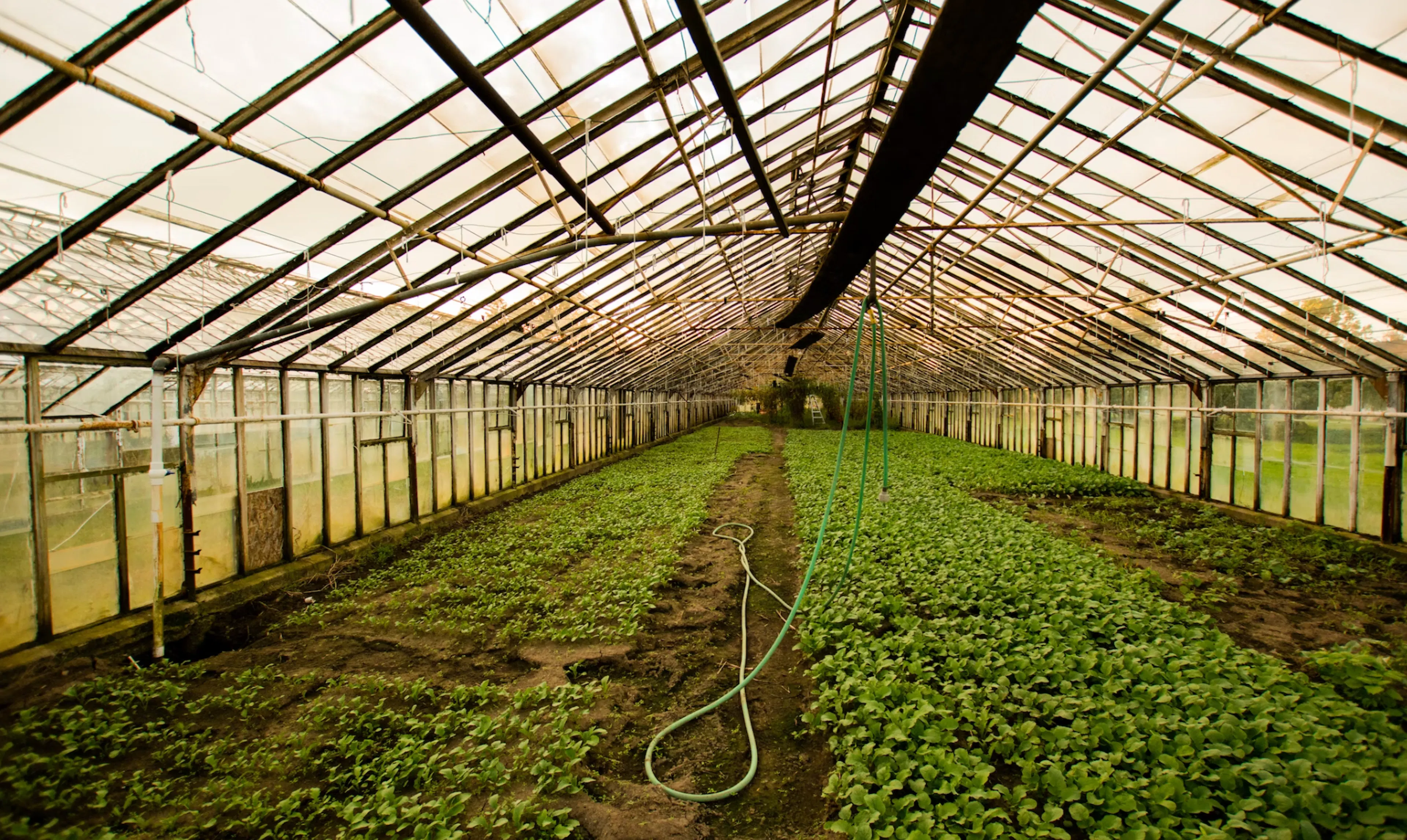 TL;DR Science: Horticulture Therapy