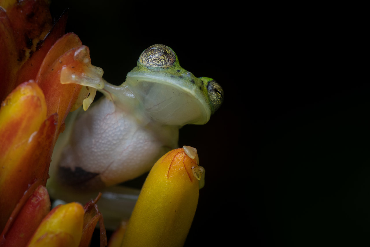 TL;DR Science: Herpetology