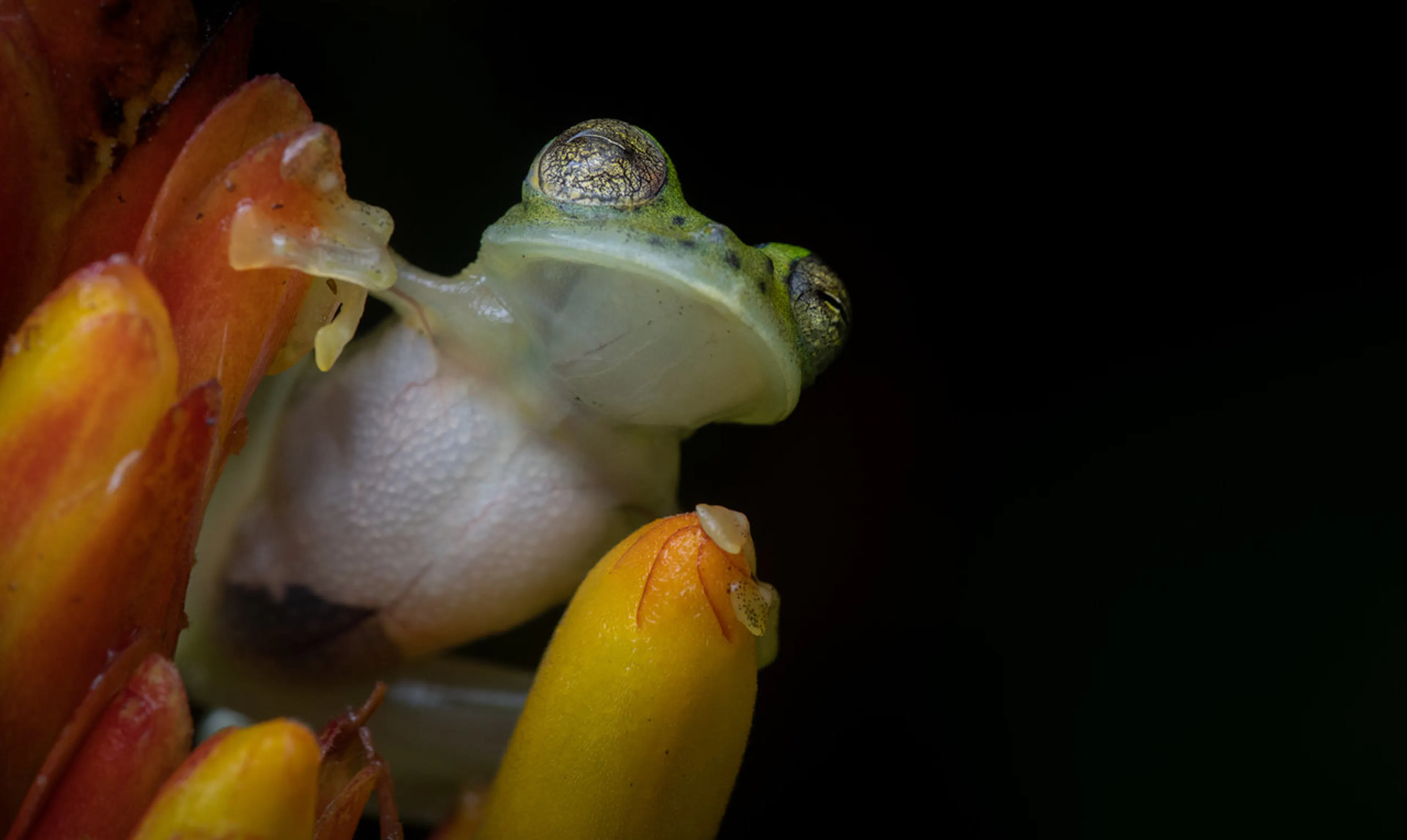 TL;DR Science: Herpetology