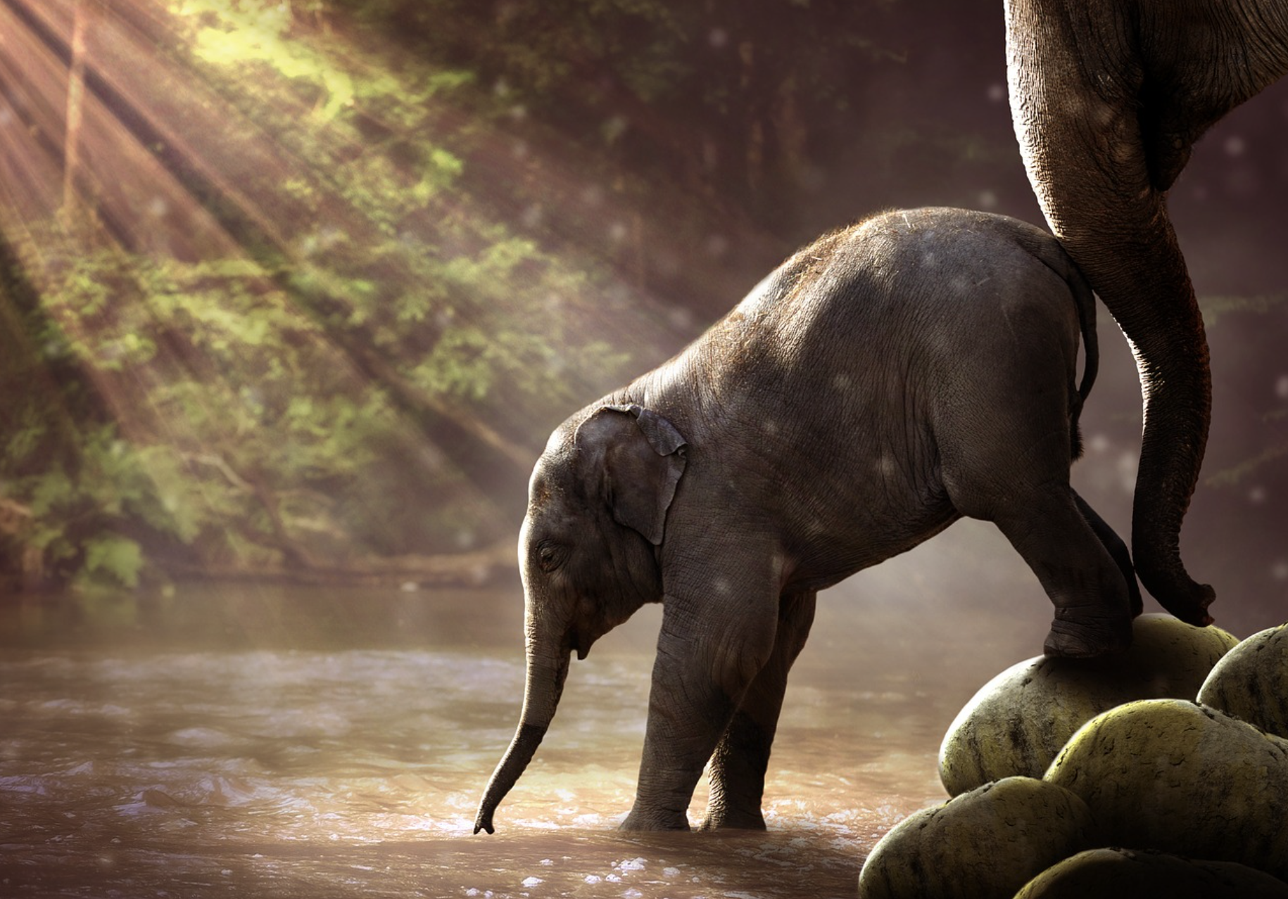 TL;DR Science: Classification of Animals as it Relates to Humans