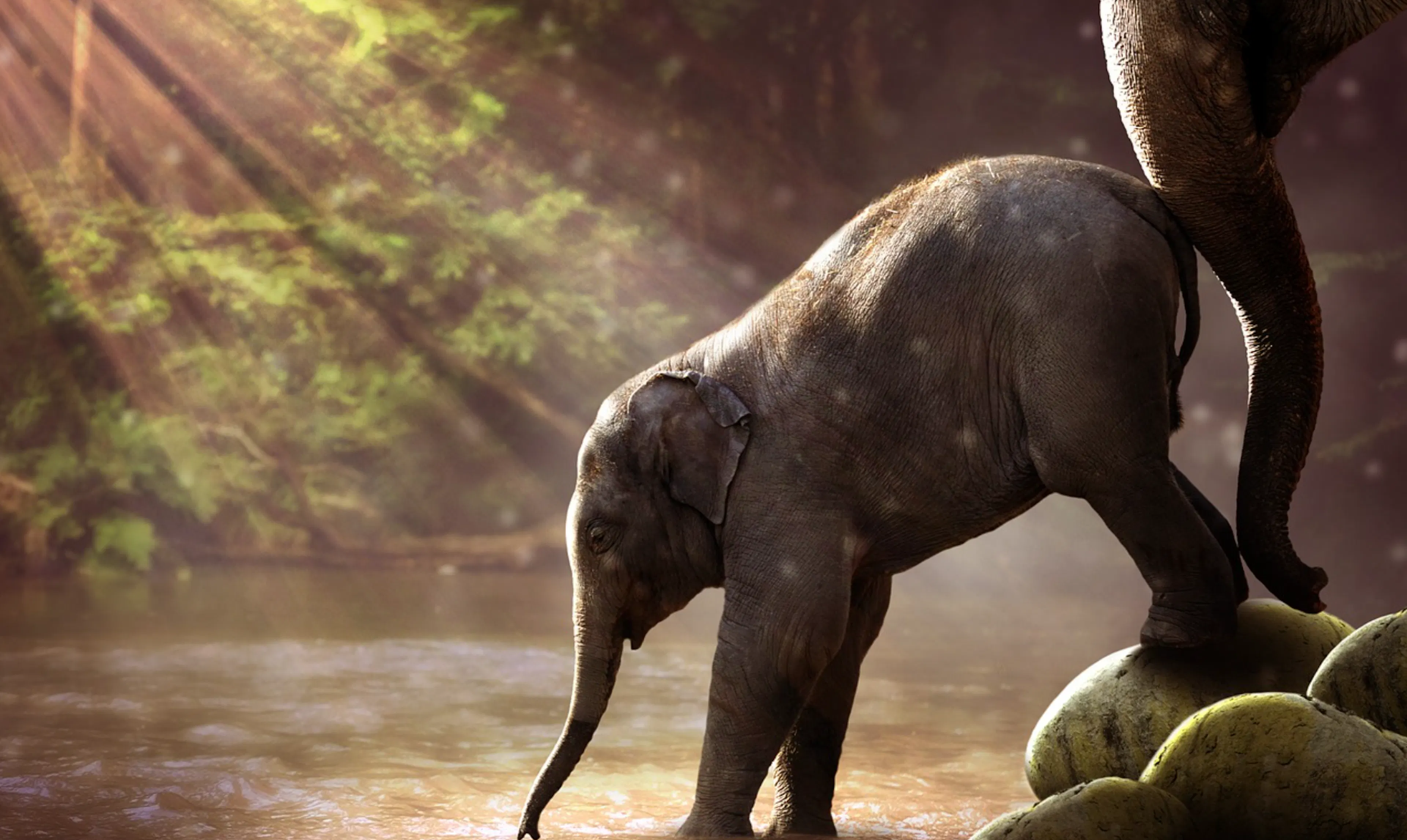 TL;DR Science: Classification of Animals as it Relates to Humans