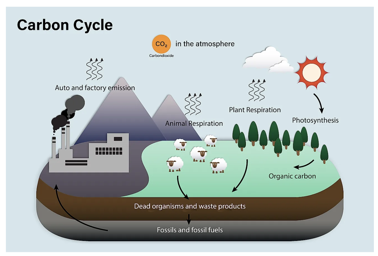 TL;DR Science: Carbon Cycle