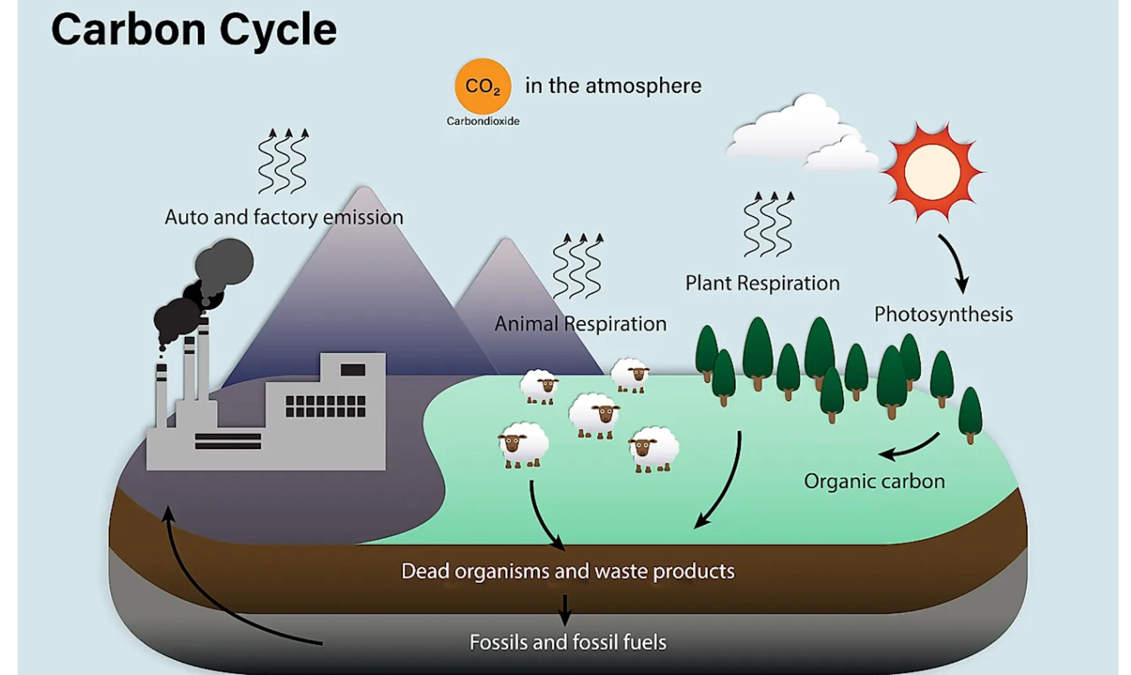 TL;DR Science: Carbon Cycle