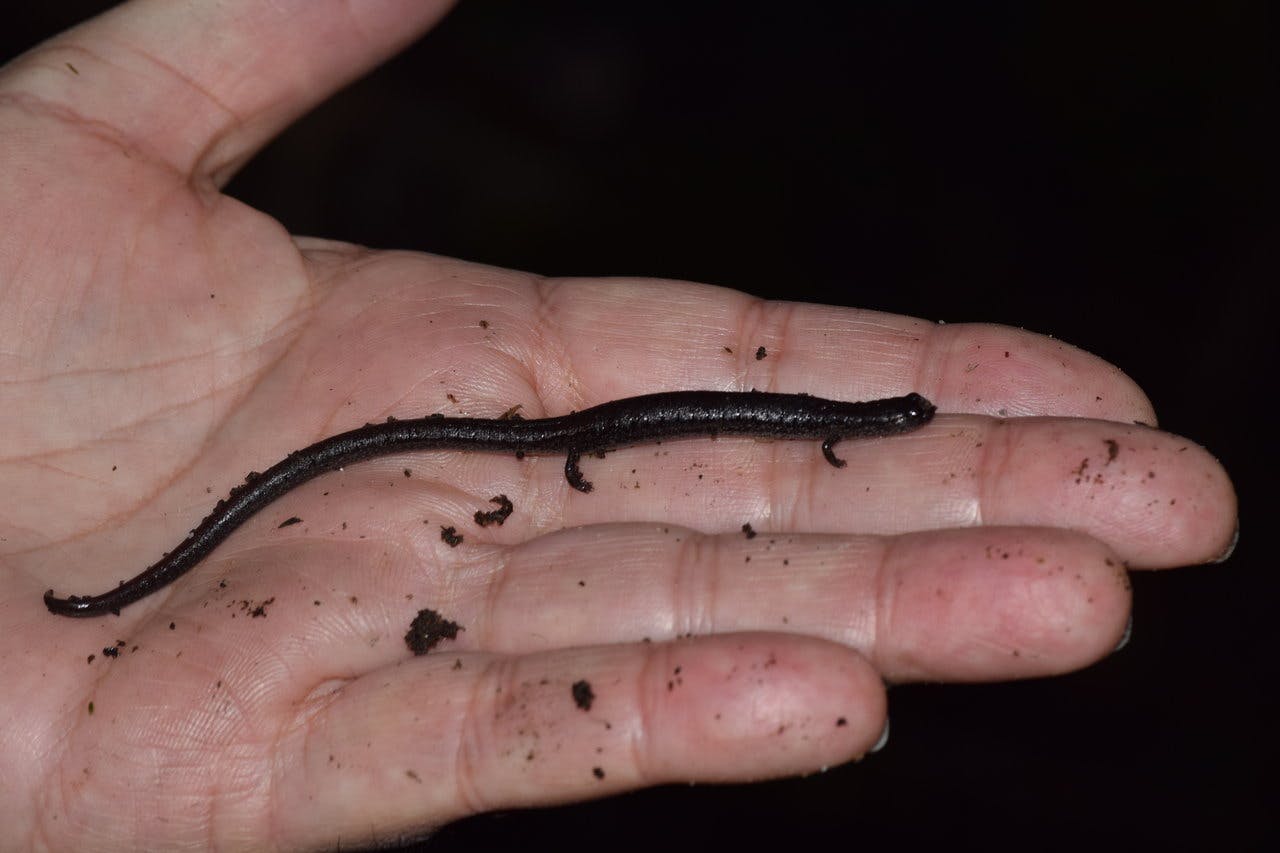 California Slender Salamander