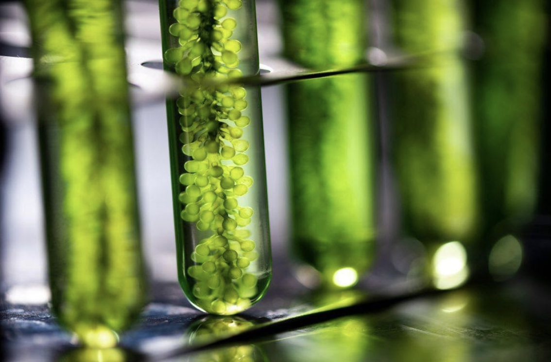 TL;DR Science: Biofuel