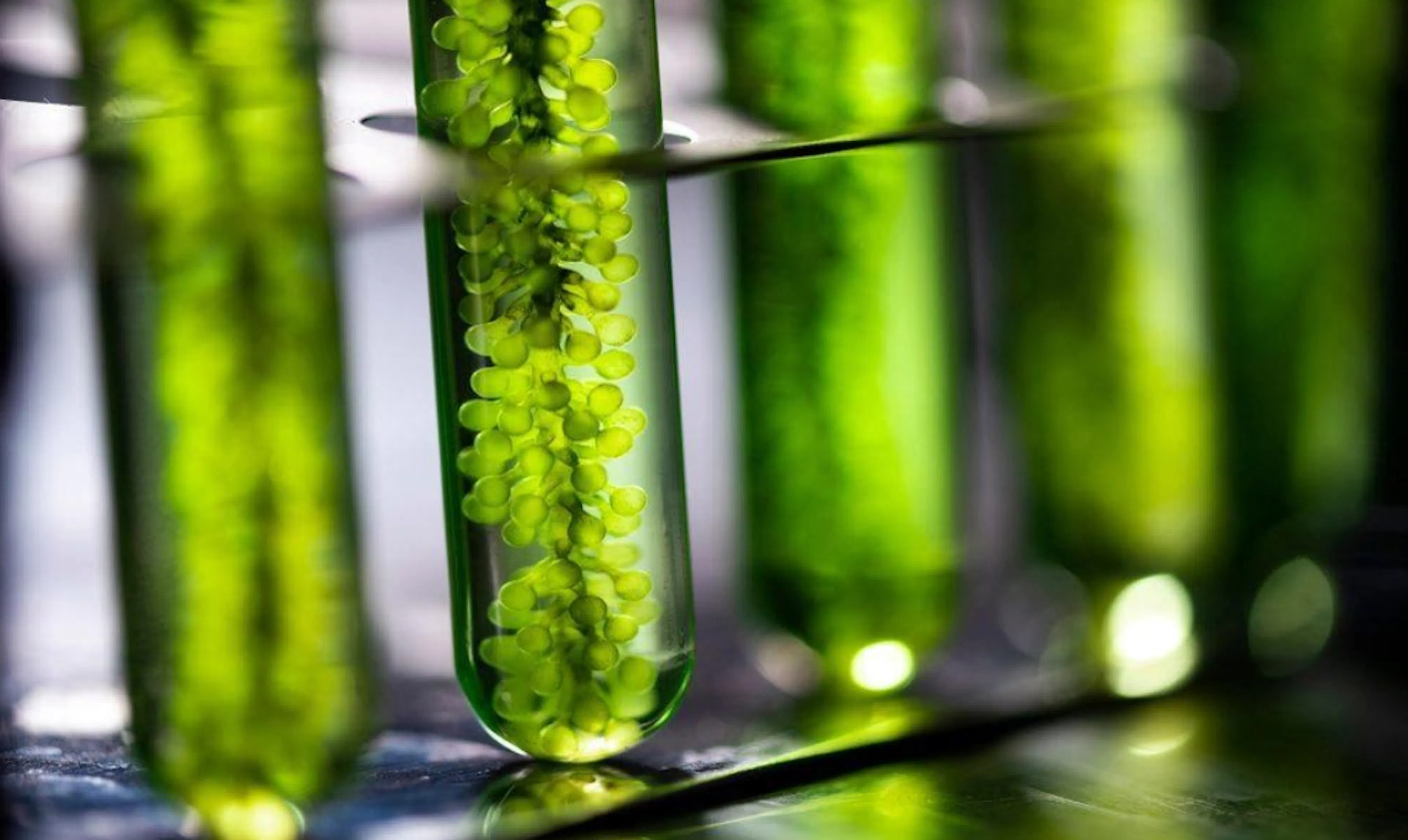 TL;DR Science: Biofuel